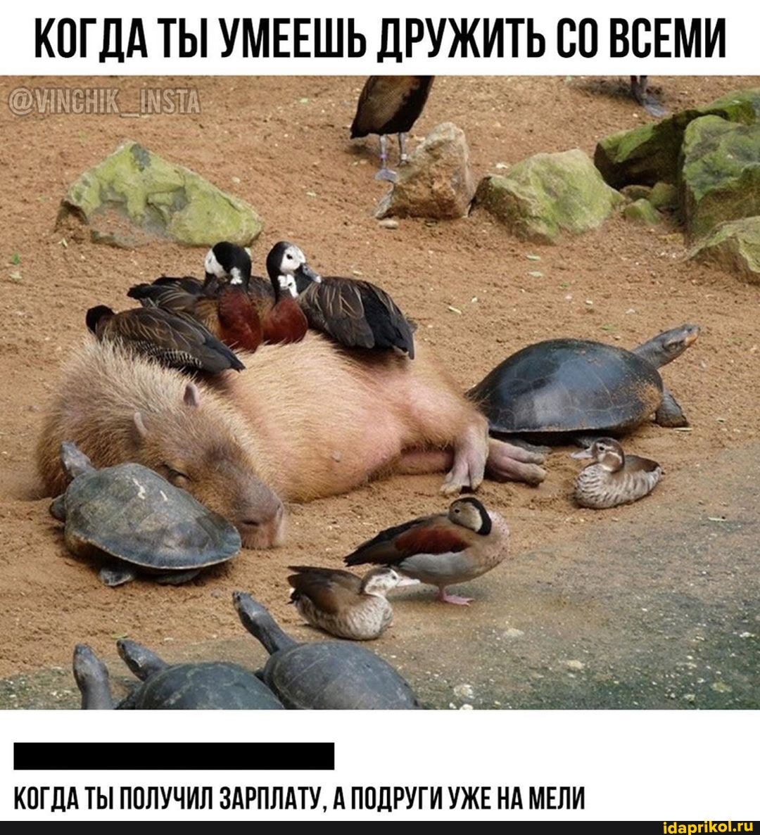 КОГДА ТЫ УМЕЕШЬ ДРУЖИТЬ С0 ВСЕМИ
КОГДА ТЫ ПОЛУЧИЛ ЗАРПЛАТУ, А ПОДРУГИ УЖЕ НА МЕЛИ