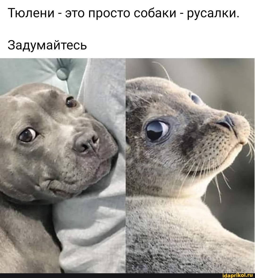 Тюлени - это просто собаки - русалки.
Задумайтесь
