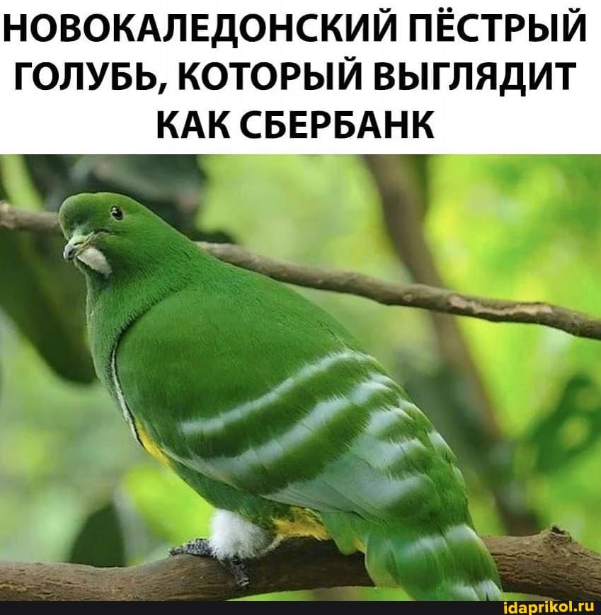 НОВОКАЛЕДОНСКИЙ ПЁСТРЫЙ
ГОЛУБЬ, КОТОРЫЙ ВЫГЛЯДИТ КАК СБЕРБАНК