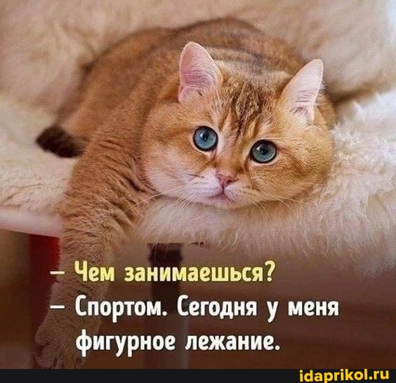 Чем занимаешься?
- Спортом. Сегодня у меня фигурное лежание.