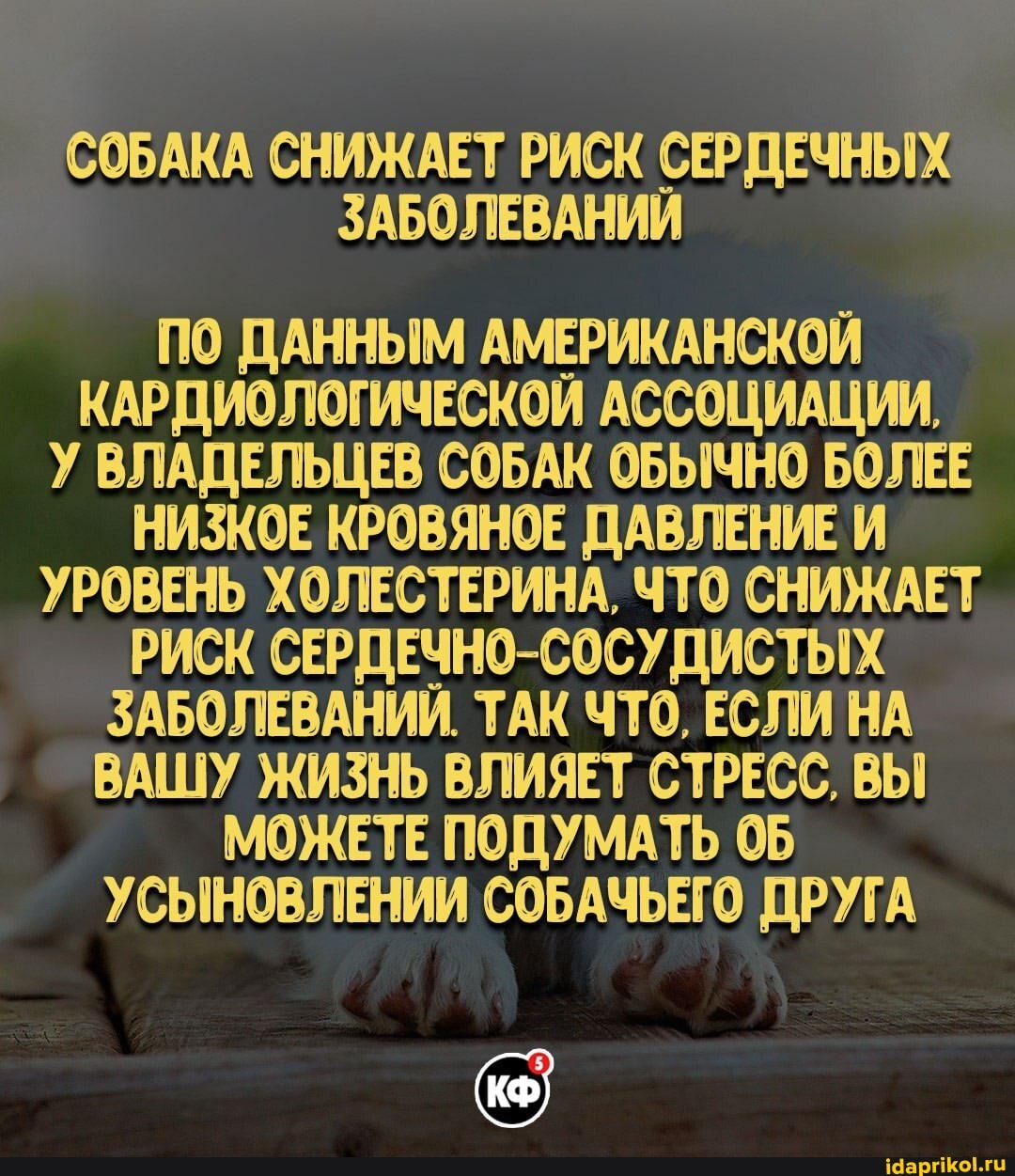 СОБАКА СНИЖАЕТ РИСК СЕРДЕЧНЫХ ЗАБОЛЕВАНИЙ
ПО ДАННЫМ АМЕРИКАНСКОЙ КАРДИОЛОГИЧЕСКОЙ АССОЦИАЦИИ,
У ВЛАДЕЛЬЦЕВ СОБАК ОБЫЧНО БОЛЕЕ НИЗКОЕ КРОВЯНОЕ ДАВЛЕНИЕ И УРОВЕНЬ ХОЛЕСТЕРИНА, ЧТО СНИЖАЕТ РИСК СЕРДЕЧНО-СОСУДИСТЫХ ЗАБОЛЕВАНИЙ. ТАК ЧТО, ЕСЛИ НА ВАШУ ЖИЗНЬ ВЛИЯЕТ СТРЕСС. ВЫ МОЖЕТЕ ПОДУМАТЬ УСЫНОВЛЕНИИ СОБАЧЬЕГО ДРУГА