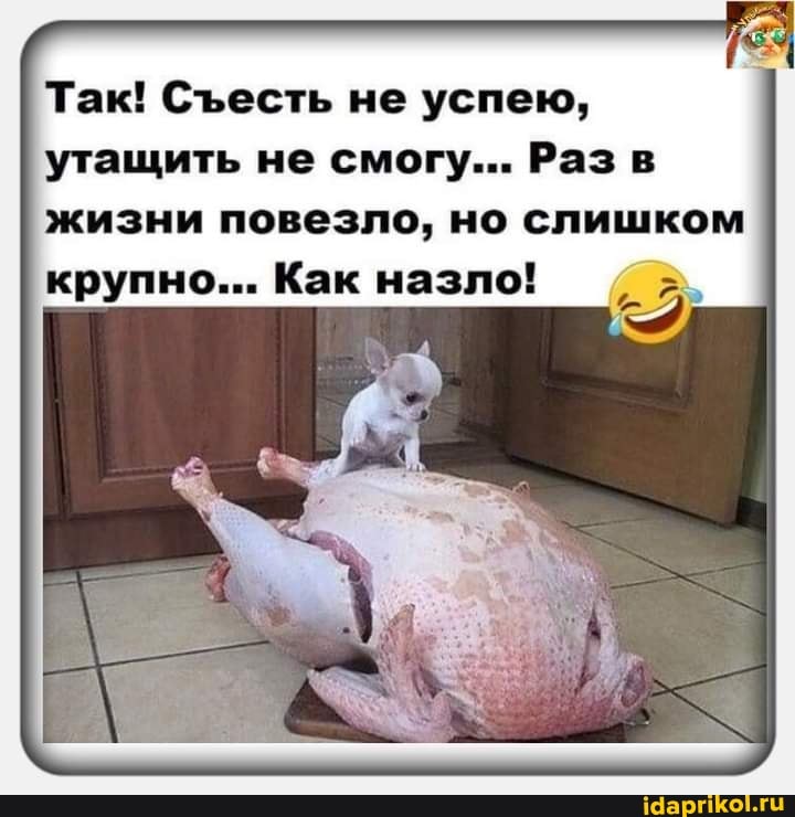 Так! Сесть не успею, утащить не смогу... Раз в жизни повезло, но слишком крупно... Как назло!