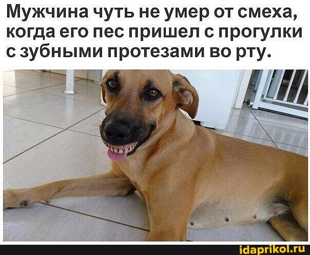 Мужчина чуть не умер от смеха,
когда его пес пришел с прогулки
с зубными протезами во рту.