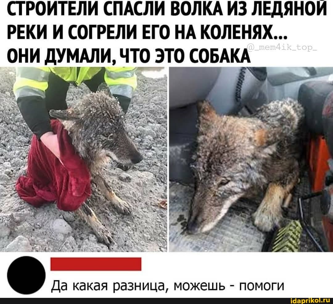 СТРОИТЕЛИ СПАСЛИ ВОЛКА ИЗ ЛЕДЯНОЙ
РЕКИ И СОГРЕЛИ ЕГО НА КОЛЕНЯХ...
ОНИ ДУМАЛИ, ЧТО ЭТО СОБАКА
Да какая разница, можешь помоги