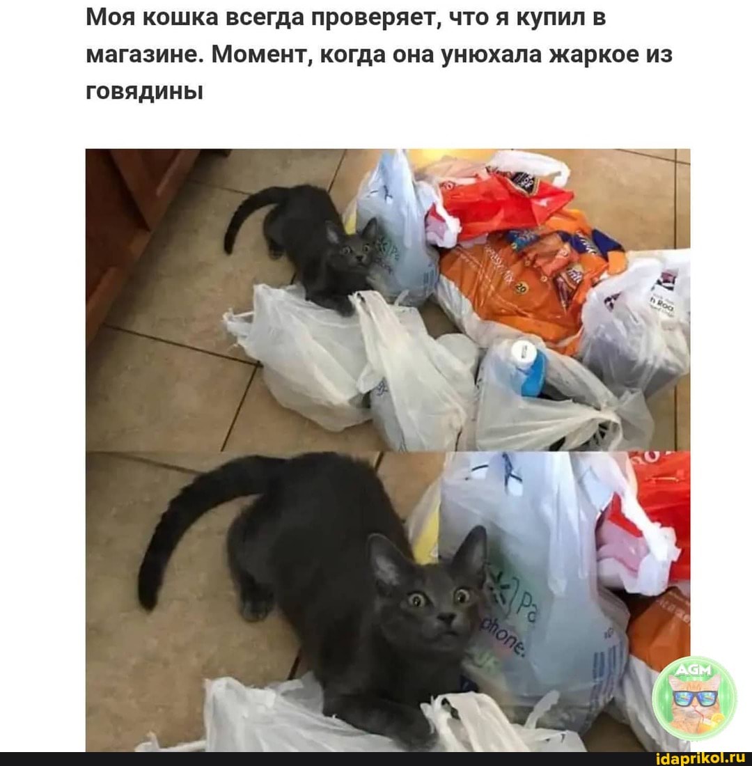 Моя кошка всегда проверяет, что я купил в магазине. Момент, когда она унюхала жаркое из говядины