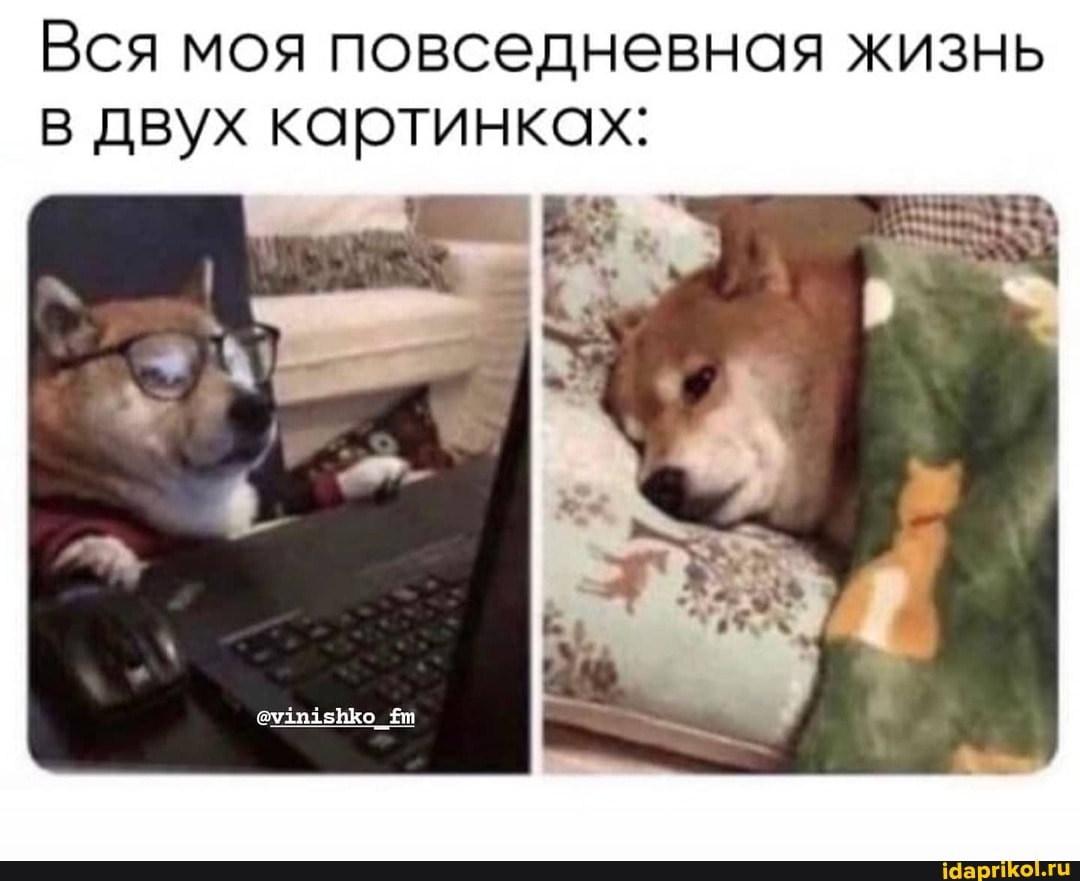 Вся моя повседневная жизнь двух картинках: