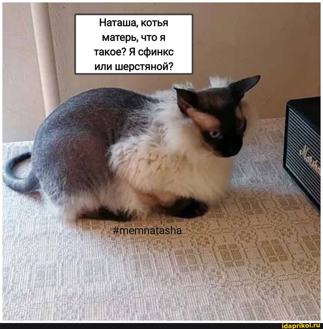 Наташа, котья матерь, что я такое? Я сфинкс или шерстяной?