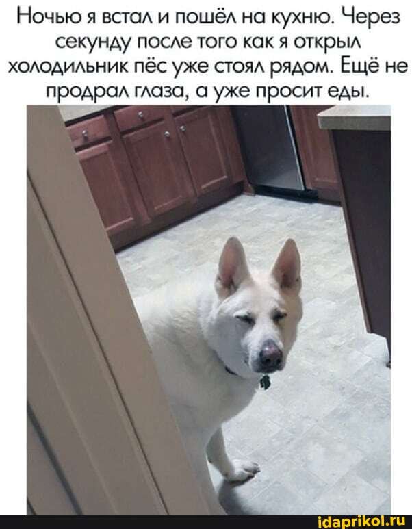 Ночью я встал и пошёл на кухню. Через секунду после того как я открыл холодильник пёс уже стоял рядом. Ещё не
продрал глаза, а уже просит еды.