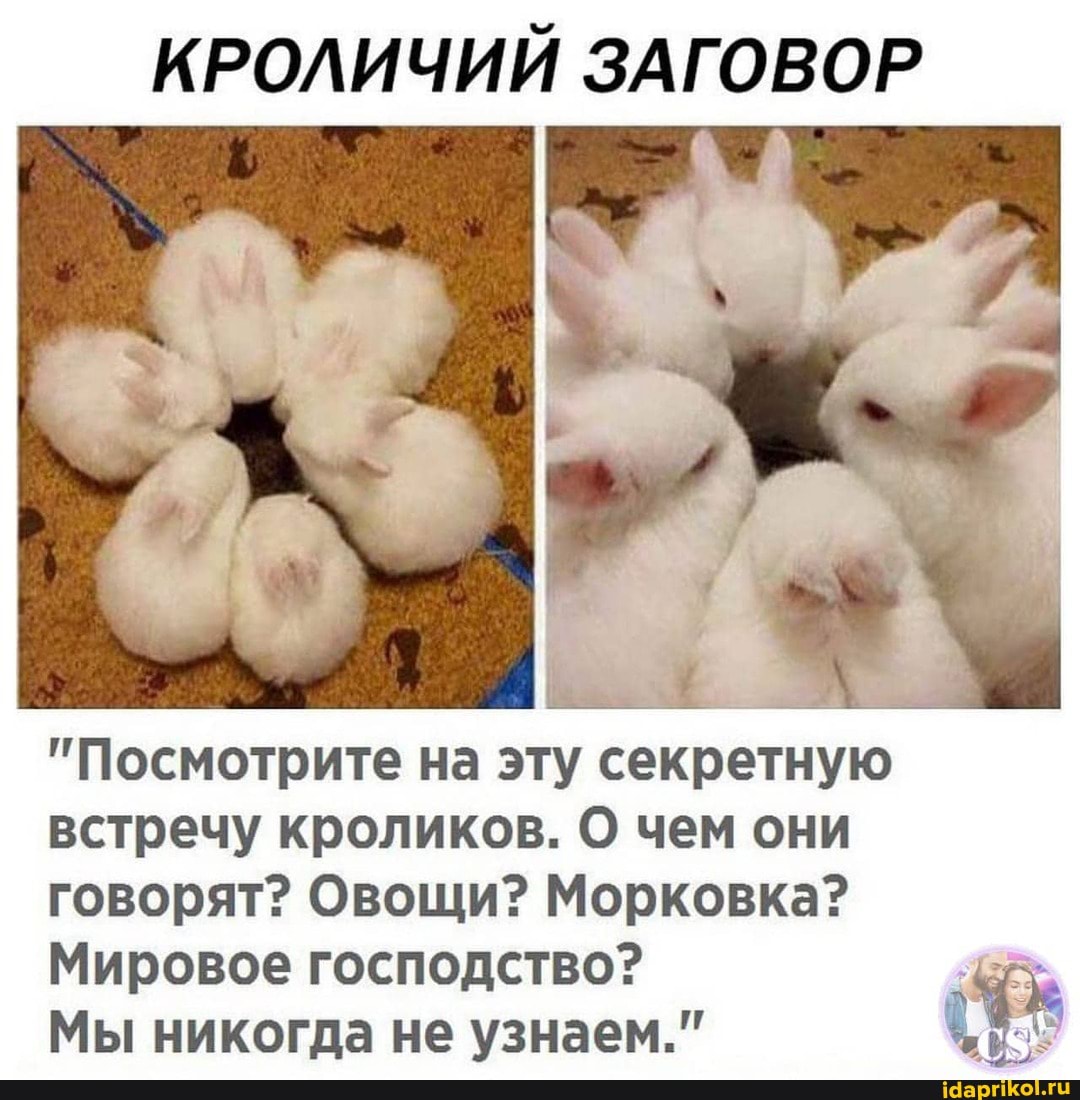 КРОЛИЧИЙ ЗАГОВОР
"Посмотрите на эту секретную встречу кроликов. О чем они говорят? Овощи? Морковка?
Мировое господство?
Мы никогда не узнаем."