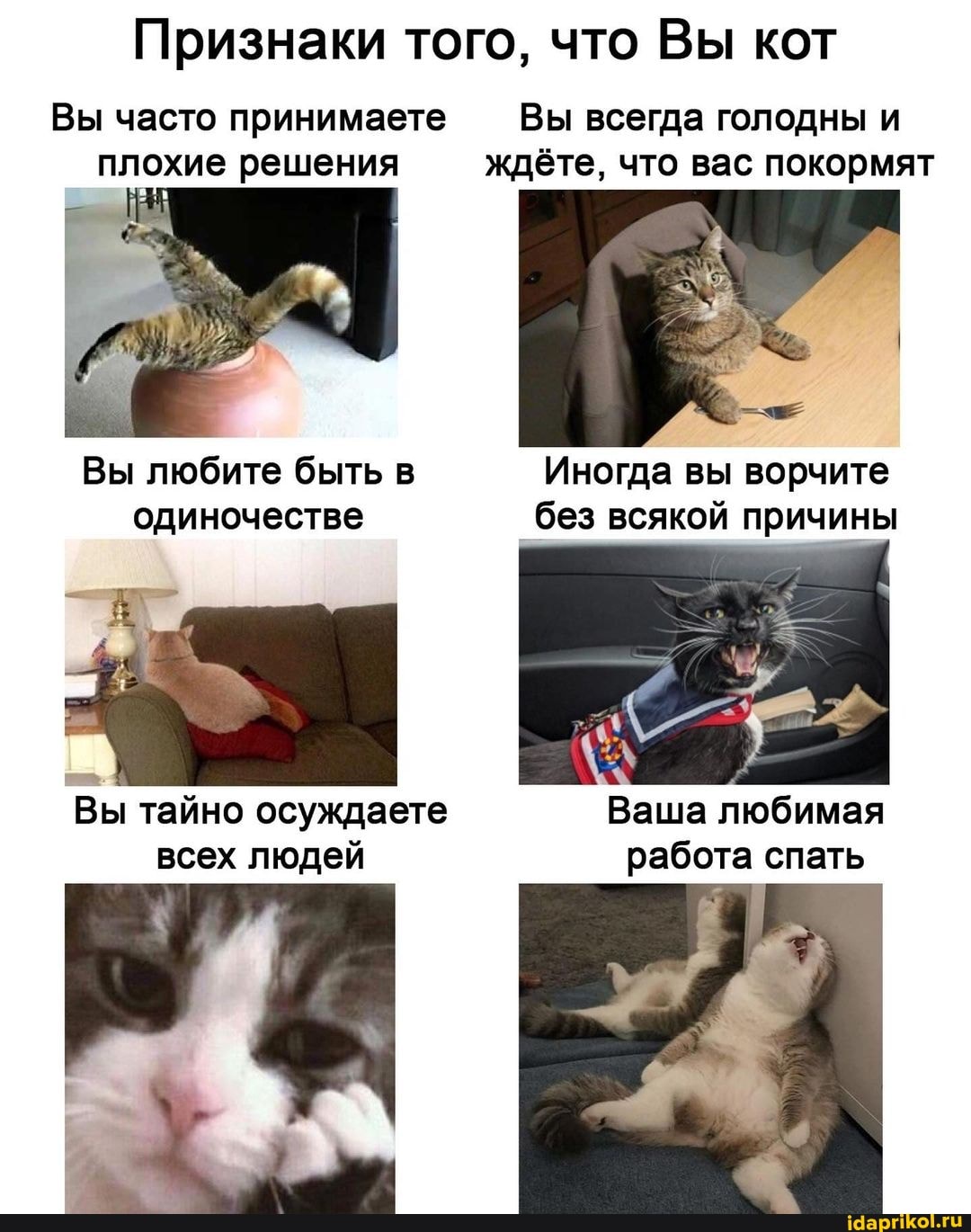 Признаки того, что Вы кот
Вы часто принимаете Вы всегда голодны и плохие решения ждёте, что вас покормят
Вы любите быть в Иногда вы ворчите одиночестве без всякой причины
Вы тайно осуждаете Ваша любимая всех людей работа спать