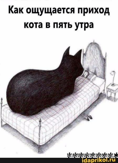 Как ощущается приход кота в пять утра
