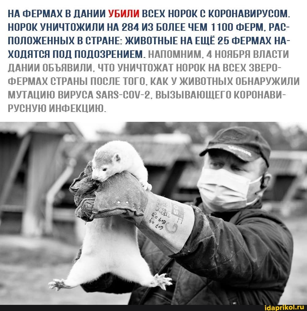 НА ФЕРМАХ В ДАНИИ УБИЛИ ВСЕХ НОРОК С КОРОНАВИРУСОМ.
НОРОК УНИЧТОЖИЛИ НА 284 ИЗ БОЛЕЕ ЧЕМ 1100 ФЕРМ, РАС-
ПОЛОЖЕННЫХ В СТРАНЕ: ЖИВОТНЫЕ НА ЕЩЁ 25 ФЕРМАХ НА-
ХОДЯТСЯ ПОД ПОДОЗРЕНИЕМ. НАПОМНИМ, 4 НОЯБРЯ ВЛАСТИ ДАНИИ ОБЪЯВИЛИ, ЧТО УНИЧТОЖАТ НОРОК НА ВСЕХ ЗВЕРО-
ФЕРМАХ СТРАНЫ ПОСЛЕ ТОГО, КАК У ЖИВОТНЫХ ОБНАРУЖИЛИ МУТАЦИЮ ВИРУСА $АН$ ВЫЗЫВАЮЩЕГО КОРОНАВИ-
РУСНУЮ ИНФЕКЦИЮ.-