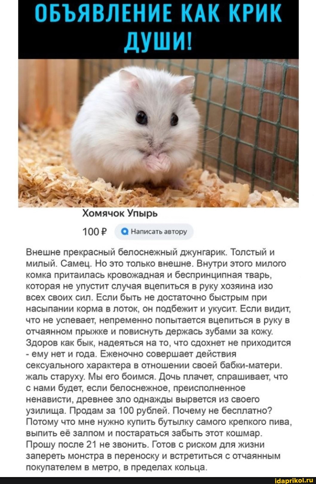 ОБЪЯВЛЕНИЕ КАХ КРИК
100? написать автору
Внешне прекрасный белоснежный джунгарик. Толстый и милый. Самец. Но это только внешне. Внутри этого милого комка притаилась кровожадная и беспринципная тварь, которая не упустит случая вцепиться в руку хозяина изо всех своих сил. Если быть не достаточно быстрым при насыпании корма в лоток, он подбежит и укусит. Если видит, что не успевает, непременно попытается вцепиться в руку в отчаянном прыжке и повиснуть держась зубами за кожу.
Здоров как бык, надеяться на то, что сдохнет не приходится
- ему нет и года. Еженочно совершает действия сексуального характера в отношении своей бабки-матери.
жаль старуху. Мы его боимся. Дочь плачет, спрашивает, что с нами будет, если белоснежное, преисполненное ненависти, древнее зло однажды вырвется из своего узилища. Продам за 100 рублей. Почему не бесплатно?
Потому что мне нужно купить бутылку самого крепкого пива, выпить её залпом и постараться забыть этот кошмар.
Прошу после 21 не звонить. Готов с риском для жизни запереть монстра в переноску и встретиться с отчаянным покупателем в метро, в пределах кольца.