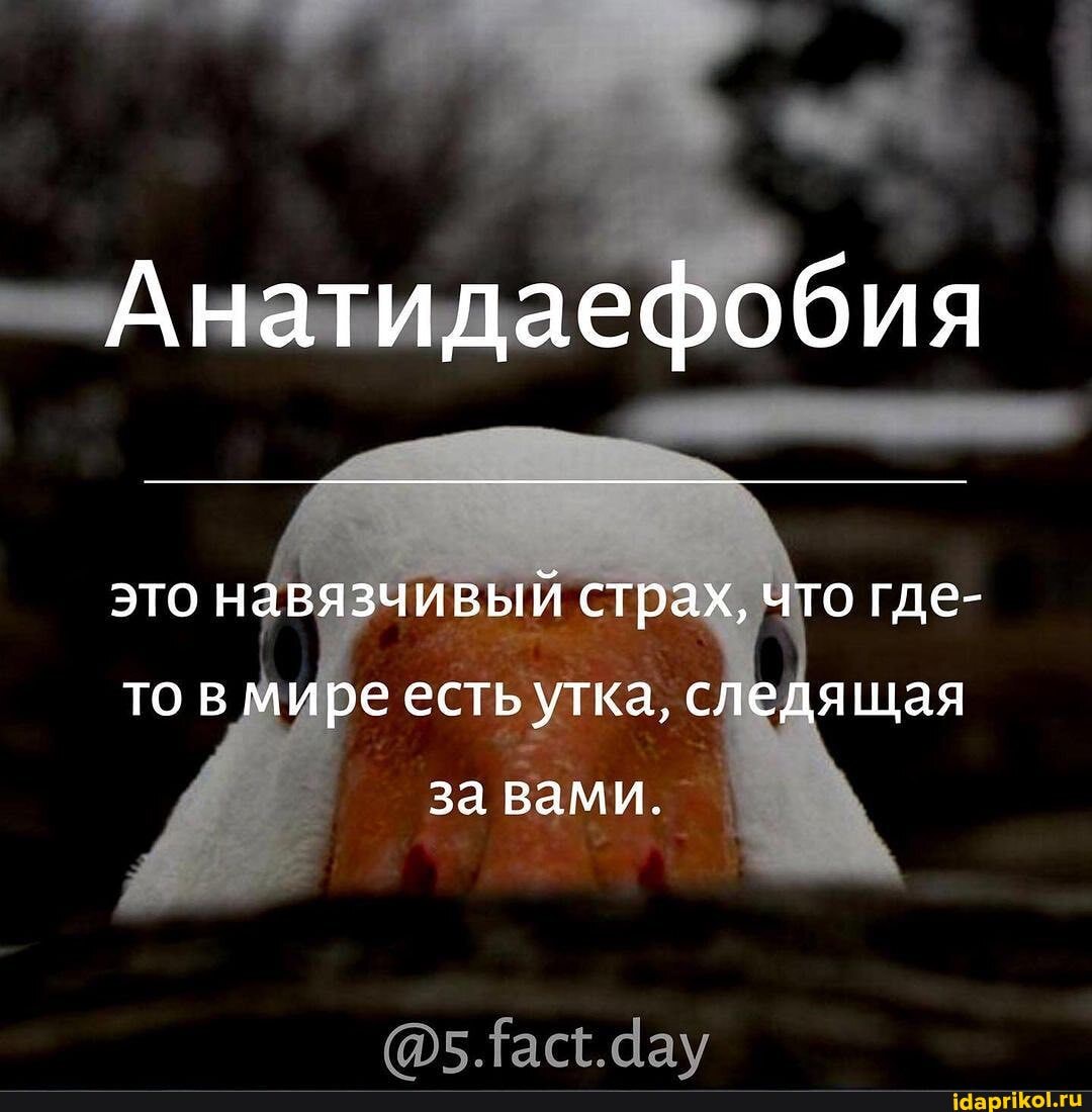Анатидаефобия
это навязчивый страх, что где- то в мире есть утка, следящая
за вами.