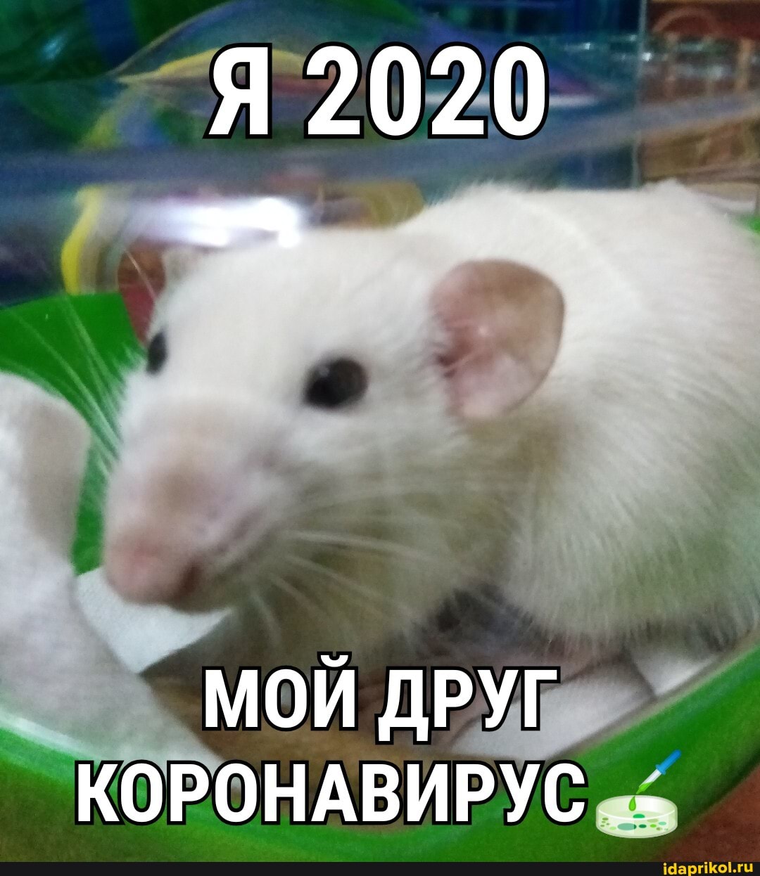 Я 2020
МОЙ ДРУГ КОРОНАВИРУС