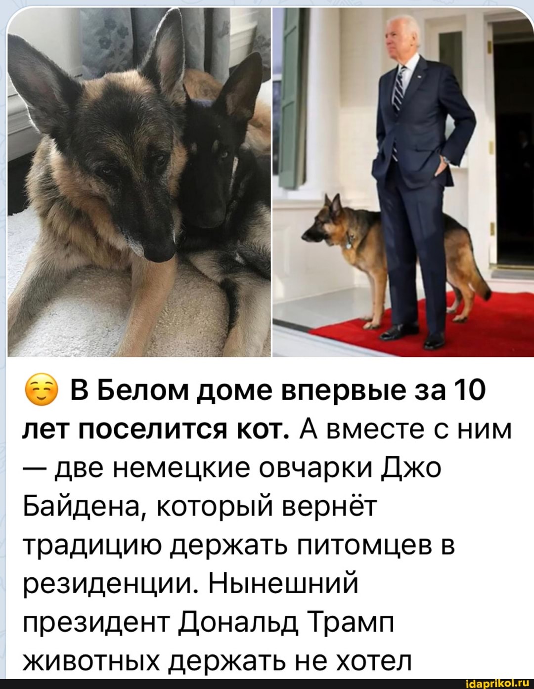 В Белом доме впервые за 10 лет поселится кот. А вместе с ним
- две немецкие овчарки Джо
Байдена, который вернёт традицию держать питомцев в резиденции. Нынешний президент Дональд Трамп животных держать не хотел