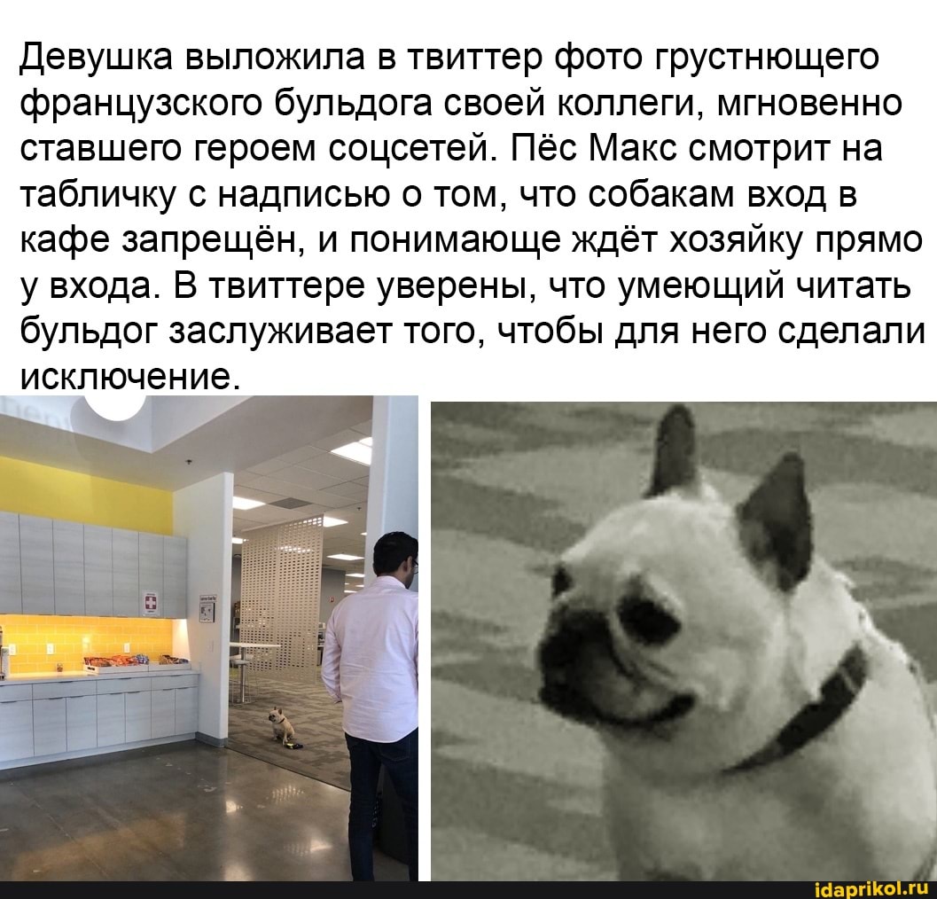 Девушка выложила в твиттер фото грустнющего французского бульдога своей коллеги, мгновенно ставшего героем соцсетей. Пёс Макс смотрит на табличку с надписью о том, что собакам вход в кафе запрещён, и понимающе ждёт хозяйку прямо у входа. В твиттере уверены, что умеющий читать бульдог заслуживает того, чтобы для него сделали исключение.