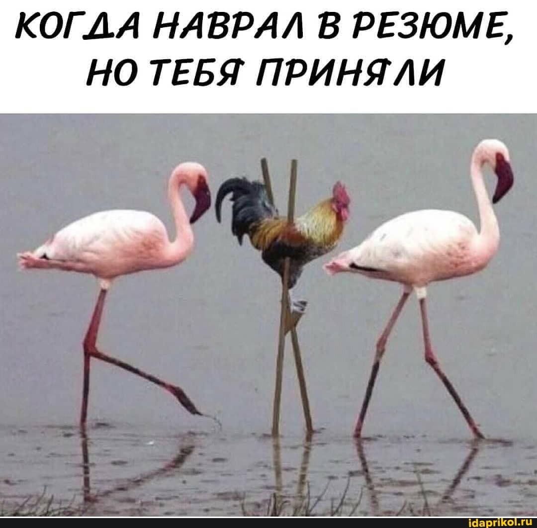 КОГДА НАВРАЛ В РЕЗЮМЕ,
НО ТЕБЯ ПРИНЯЛИ