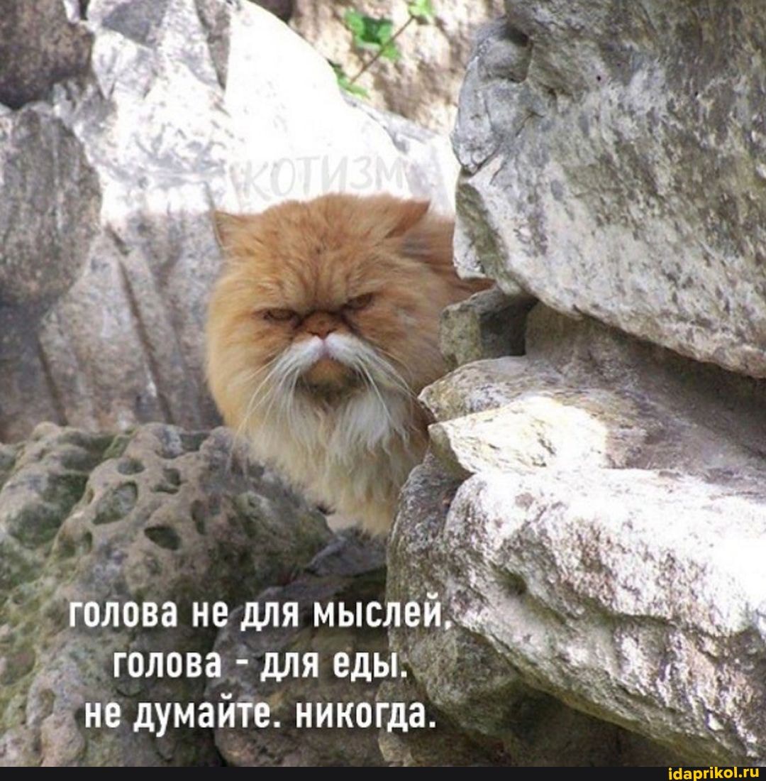 голова не для мыслей, голова - для еды.
не думайте: никогда.