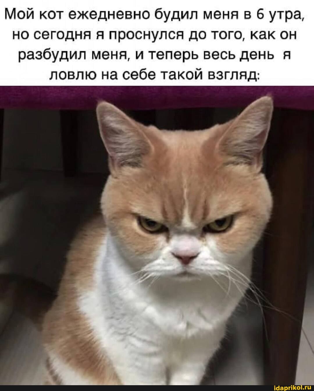 Мой кот ежедневно будил меня в 6 утра, но сегодня я проснулся до того, как он разбудил меня, и теперь весь день я ловлю на себе такой взгляд: