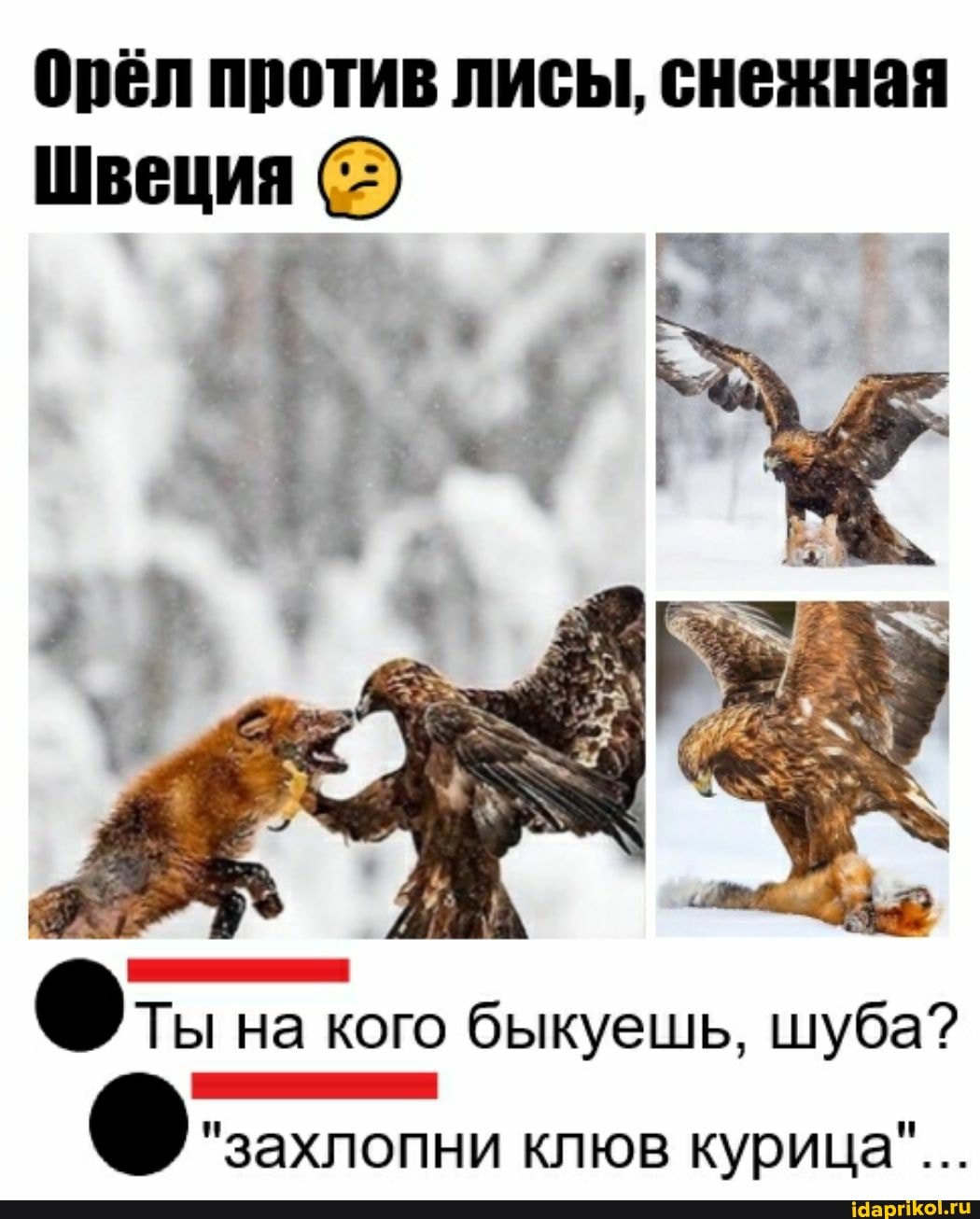 Орёл против лисы, снежная
Швеция
Ты на кого быкуешь, шуба?
"захлопни клюв курица"...
