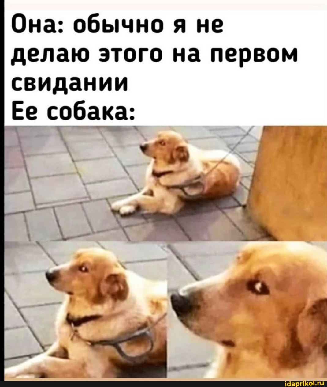 Она: обычно я не делаю этого на первом свидании
Ее собака: