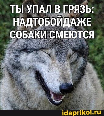 ТЫ УПАЛ В ГРЯЗЬ:
НАДТОБОЙДАЖЕ СОБАКИ СМЕЮТСЯ