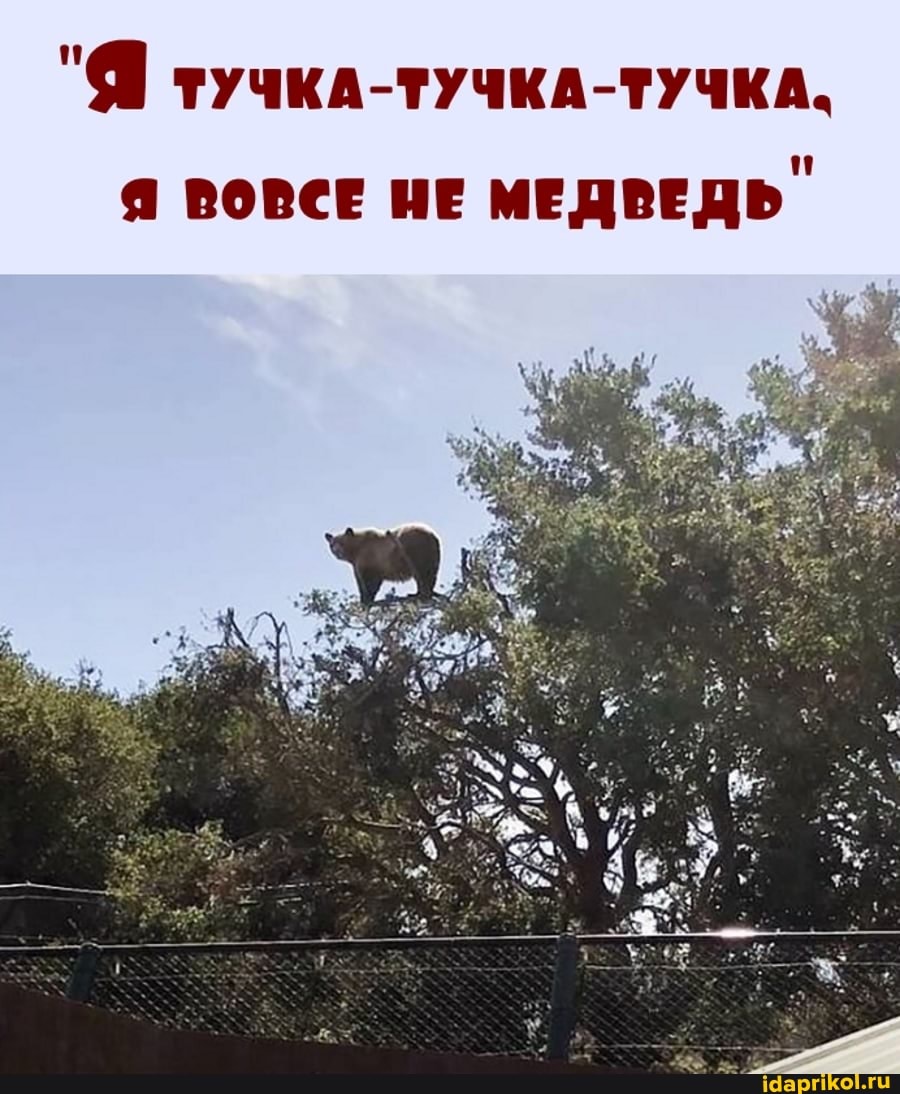 Я ВОВСЕ НЕ МЕДВЕДЬ
