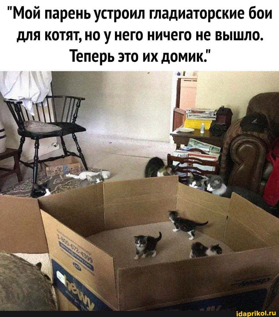 "Мой парень устроил гладиаторские бои для котят, но у него ничего не вышло.
Теперь это их домик."