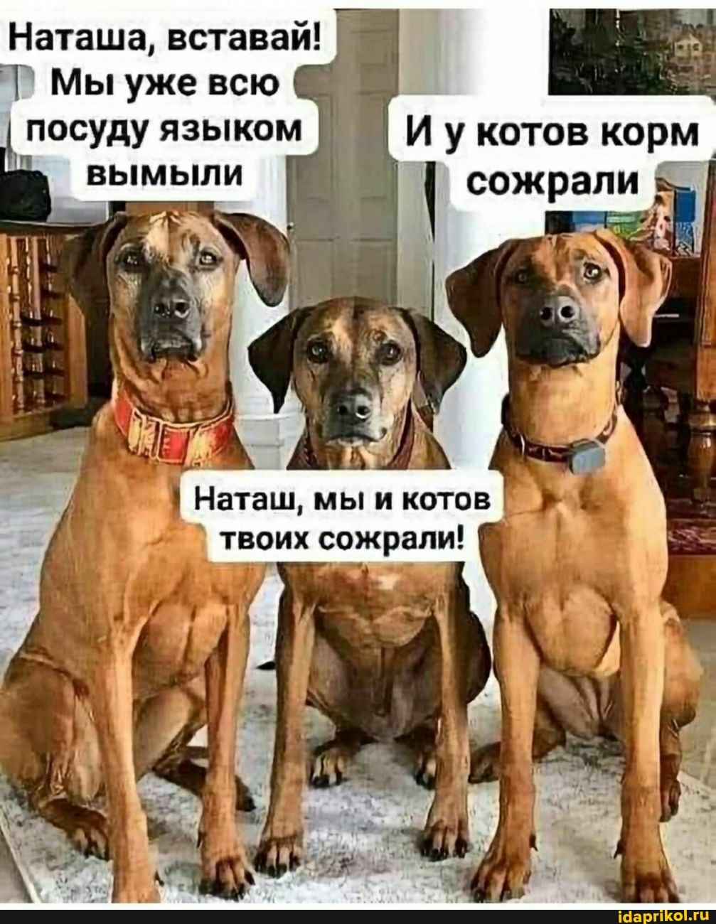 Наташа, вставай!
Мы уже всю @ посуду языком И котов корм
вымыли I I сожрали
_ "м
Наташ, мы и котов твоих сожрали!