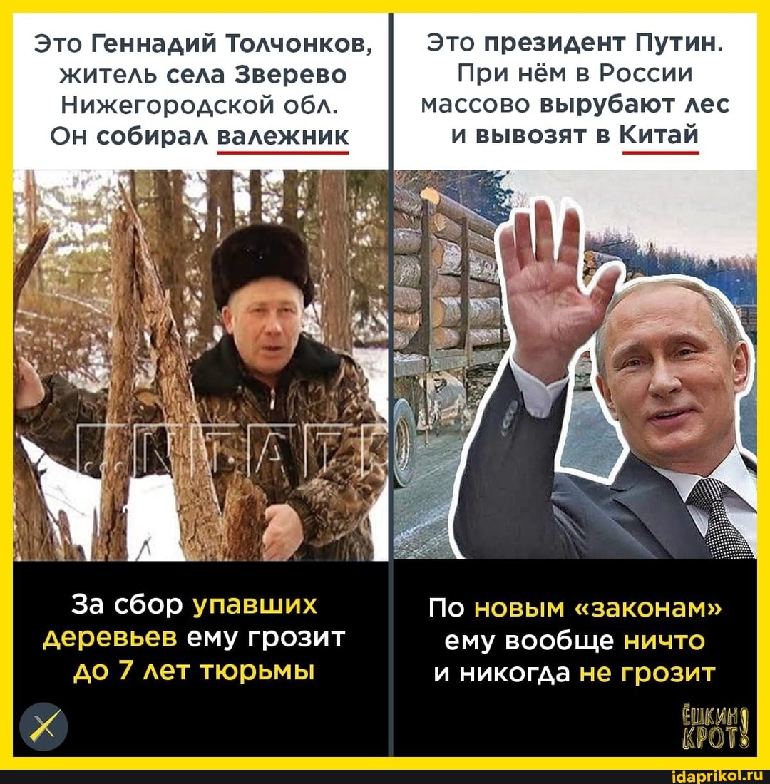 Это Геннадий Толчонков, житель села Зверево
Нижегородской обл.
Он собирал валежник
За сбор упавших По деревьев ему грозит до 7 лет тюрьмы
Это президент Путин.
При нём в России массово вырубают лес и вывозят в Китай
По новым "законам" ему вообще ничто и никогда не грозит