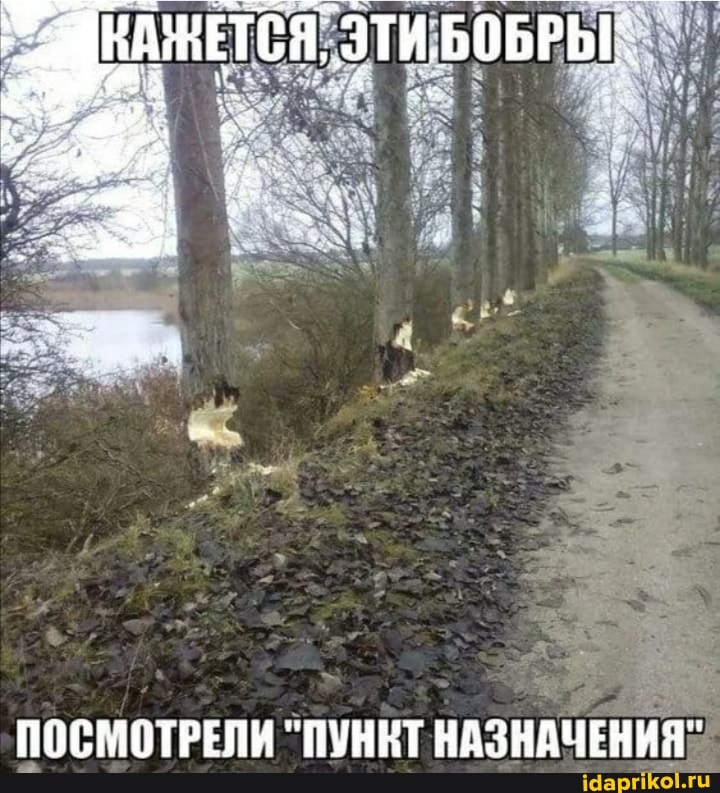 ЭТИ БОБРЫ.
ПОСМОТРЕЛИ "ПУНКТ НАЗНАЧЕНИЯ"