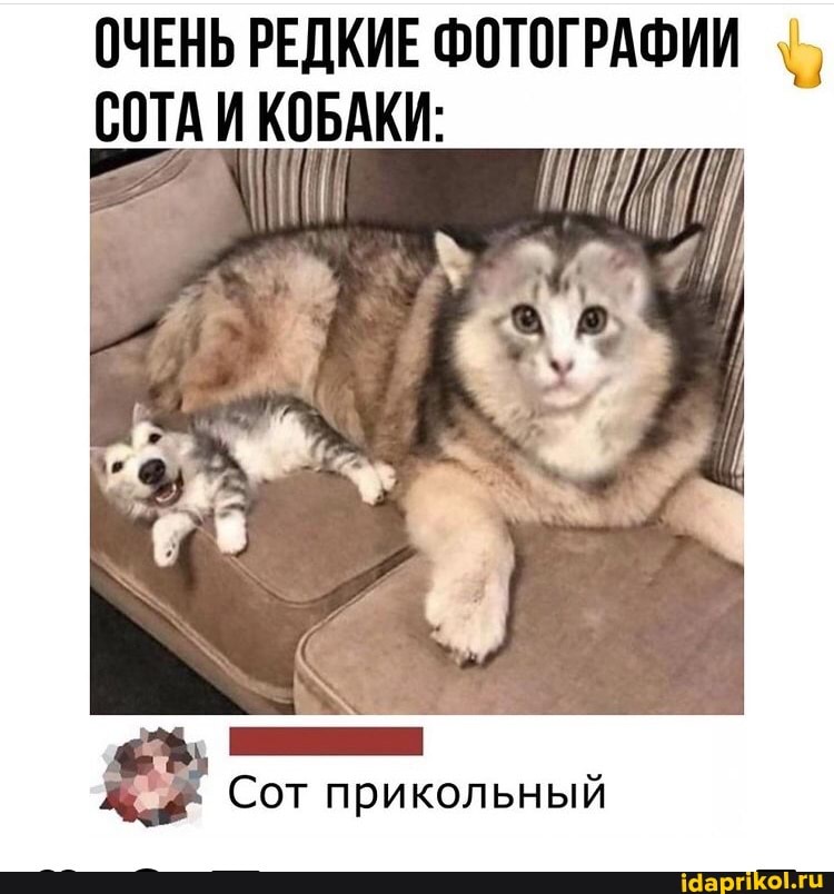 ОЧЕНЬ РЕДКИЕ ФОТОГРАФИИ СОТА И КОБАКИ:
Сот прикольный