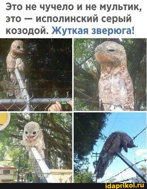 Это не чучело и не мультик, это - исполинский серый козодой. Жуткая зверюга!