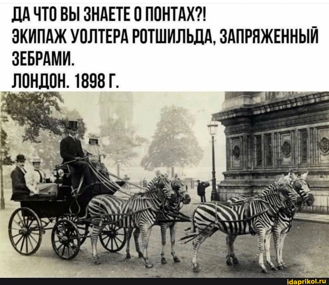 ДАЧТО ВЫ ЗНАЕТЕ ПОНТАХ?!
ЗКИПАЖ УОЛТЕРА РОТШИЛЬДА, ЗАПРЯЖЕННЫЙ ЗЕБРАМИ.
ЛОНДОН. 1898 Г.