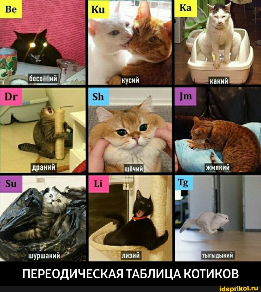 кусий
шуршаний
ПЕРЕОДИЧЕСКАЯ ТАБЛИЦА КОТИКОВ - ПЕРЕОДИЧЕСКАЯ ТАБЛИЦА КОТИКОВ