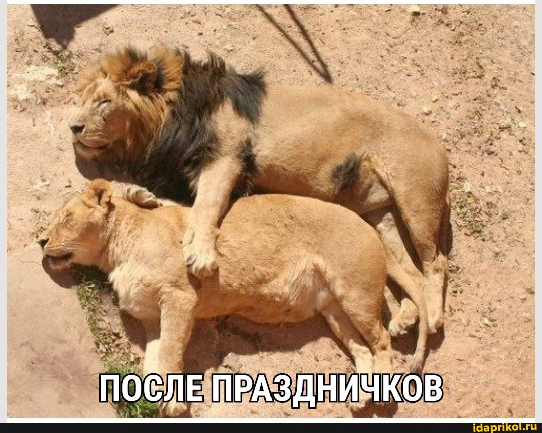 ugc, животные