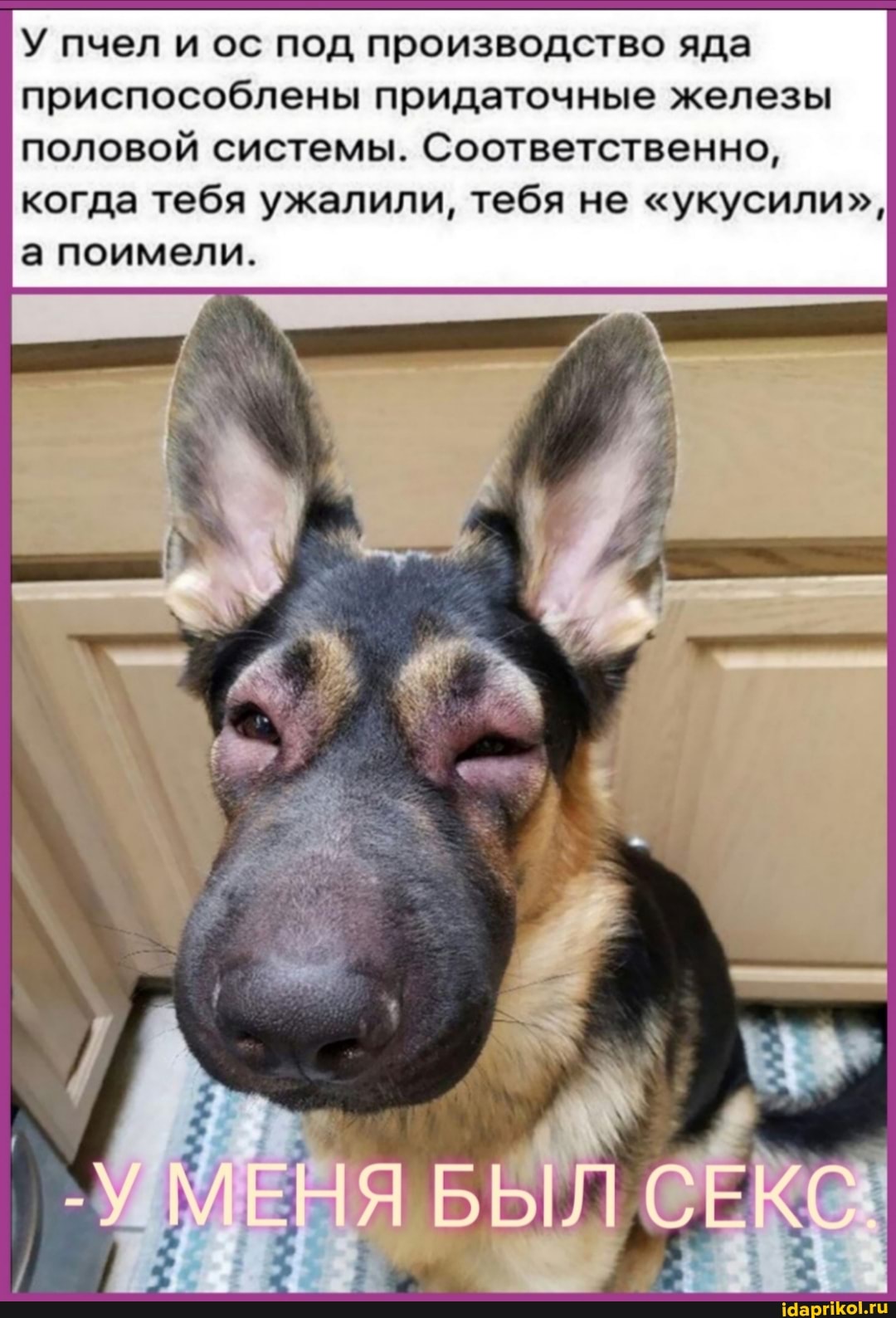 У пчел и ос под производство яда приспособлены придаточные железы половой системы. Соответственно, когда тебя ужалили, тебя не "укусили", а поимели.
МЕНЯ БЫЛ СЕКС