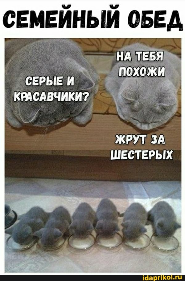 СЕМЕЙНЫЙ ОБЕД
НА ТЕБЯ
похожи
СЕРЫЕ КРАСАВЧИКИ?.
ЖРУТ ЗА ШЕСТЕРЫХ