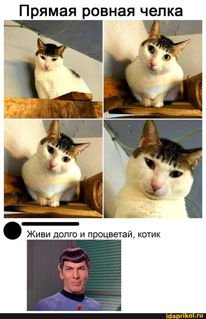 Прямая ровная челка
Живи долго и процветай, котик