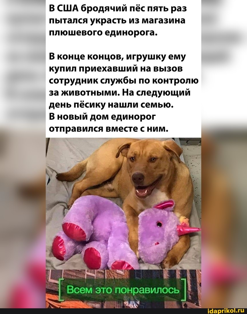 В США бродячий пёс пять раз пытался украсть из магазина плюшевого единорога.
В конце концов, игрушку ему купил приехавший на вызов сотрудник службы по контролю за животными. На следующий день пёсику нашли семью.
В новый дом единорог отправился вместе с ним.
Всем это понравилось