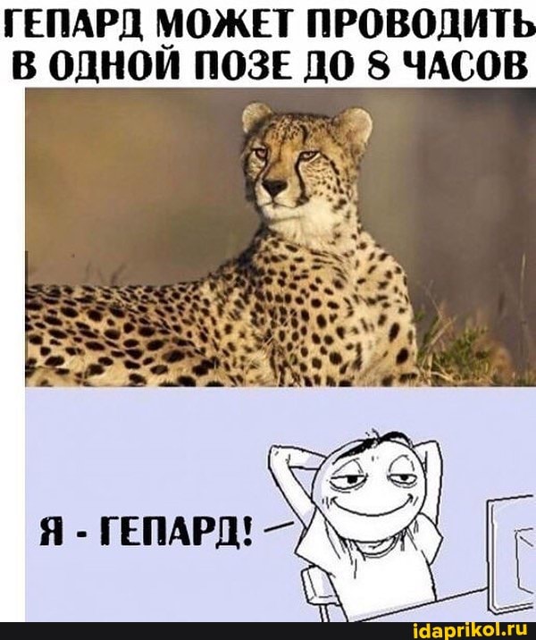 ГЕПАРД МОЖЕТ ПРОВОДИТЬ В ОДНОЙ ПОЗЕ ДО 8 ЧАСОВ
Я - ГЕПАРД! -