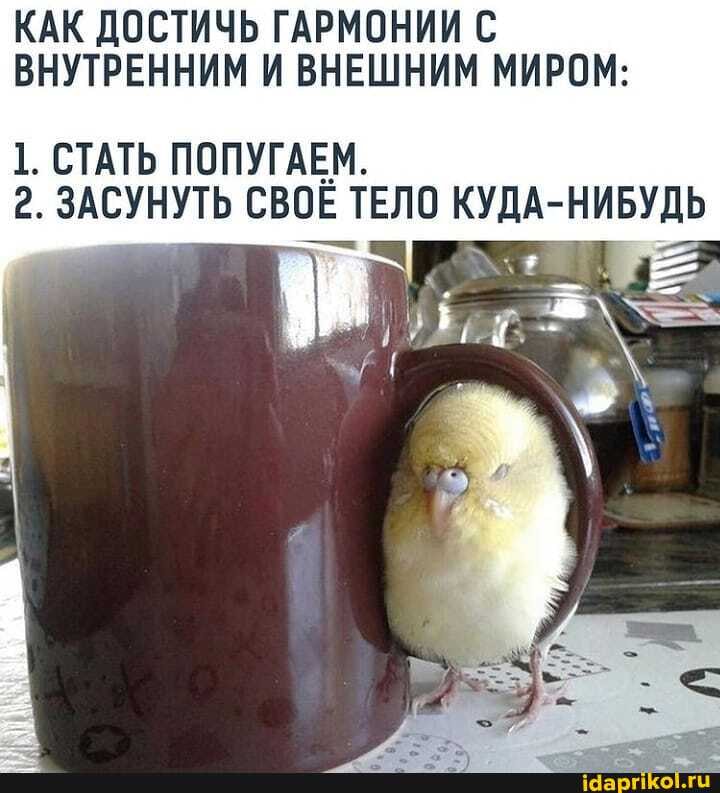 КАК ДОСТИЧЬ ГАРМОНИИ С ВНУТРЕННИМ И ВНЕШНИМ МИРОМ:
СТАТЬ ПОПУГАЕМ.
2. ЗАСУНУТЬ СВОЁ ТЕЛО КУДА- НИБУДЬ