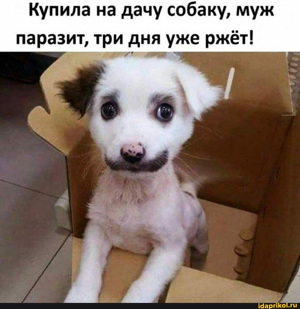 Купила на дачу собаку, муж
паразит, три дня уже ржёт!