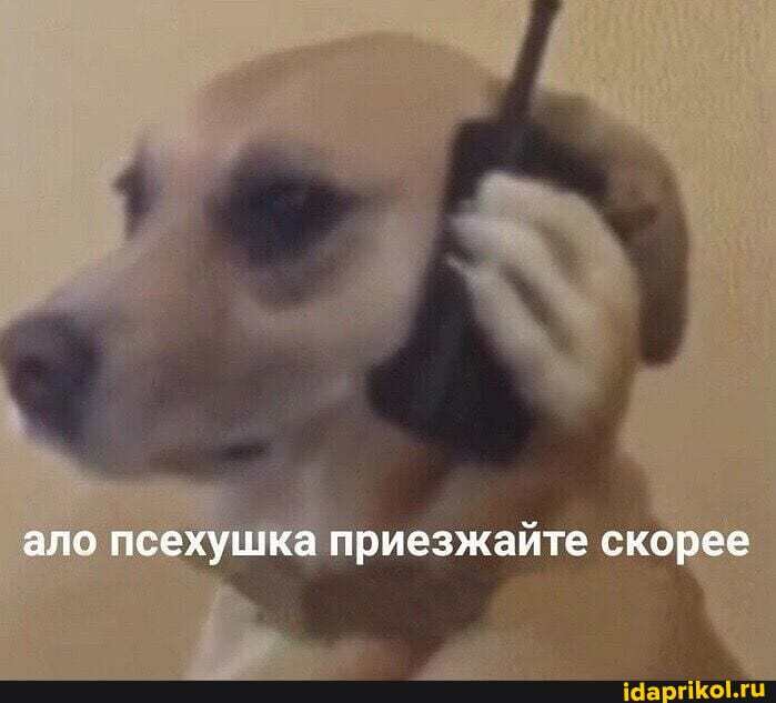 ало псехушка 'приезжайте скорее