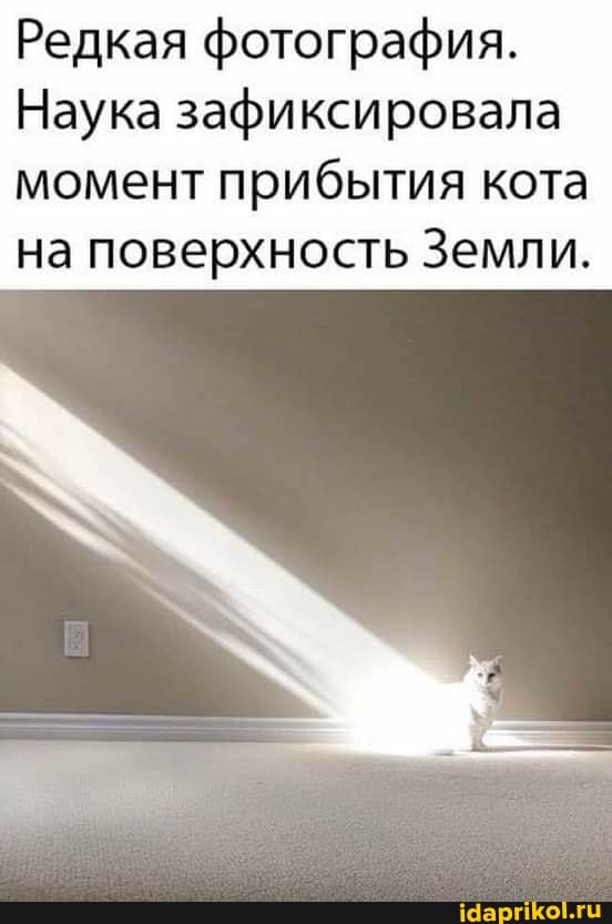 Редкая фотография.
Наука зафиксировала момент прибытия кота на поверхность Земли.