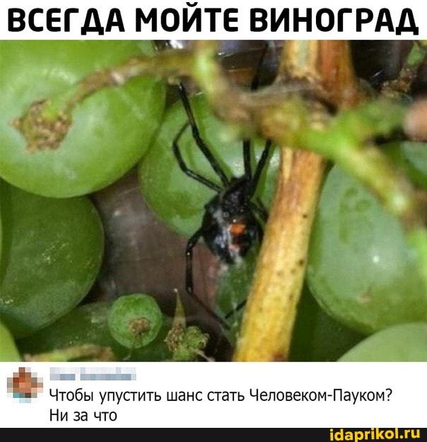 ВСЕГДА МОЙТЕ ВИНОГРАД
Чтобы упустить шанс стать Человеком-Пауком?
Ни за что