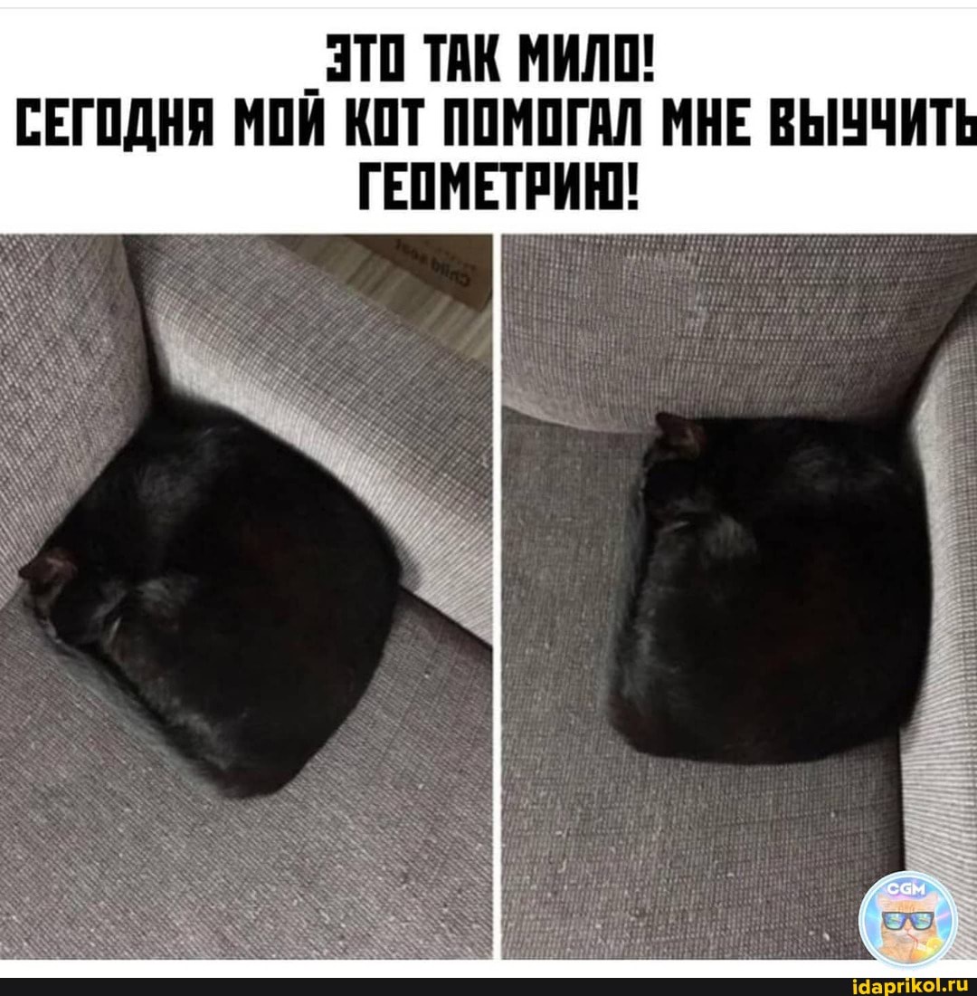 ЗТО ТАК МИЛО!
СЕГОДНЯ МОЙ КОТ ПОМОГАЛ МНЕ ВЫУЧИТ ГЕОМЕТРИЮ!