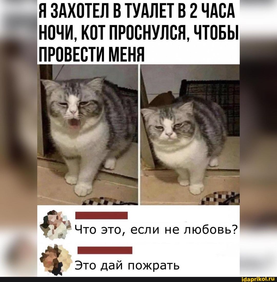 Я ЗАХОТЕЛ В ТУАЛЕТ В 2 ЧАСА НОЧИ, КОТ ПРОСНУЛСЯ, ЧТОБЫ ПРОВЕСТИ МЕНЯ
Что это, если не любовь?
Это дай пожрать