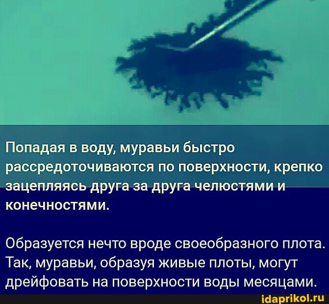 Попадая в воду, муравьи быстро рассредоточиваются по поверхности, крепко
-зацепляясь друга за друга челюстями и конечностями.
Образуется нечто вроде своеобразного плота.
Так, муравьи, образуя живые плоты, могут дрейфовать на поверхности воды месяцами.